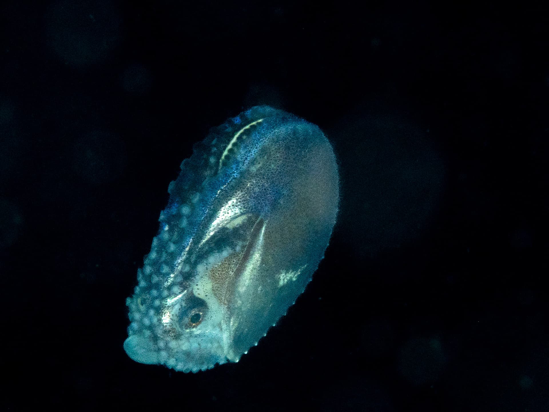 Nautilus