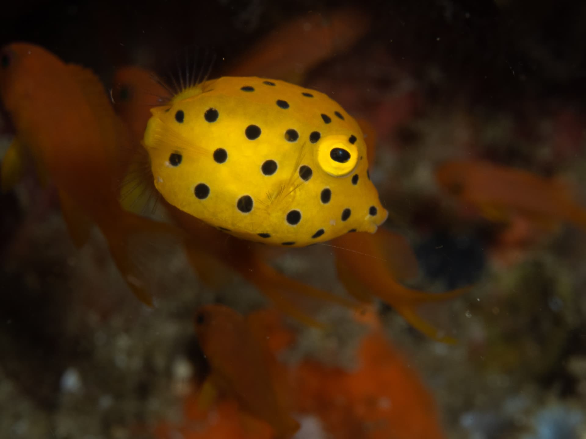 Juvenile boxfish