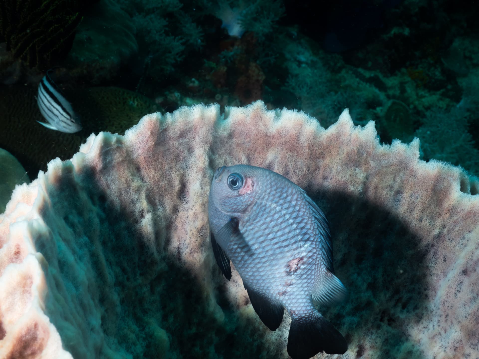 Damsel in sponge barrel