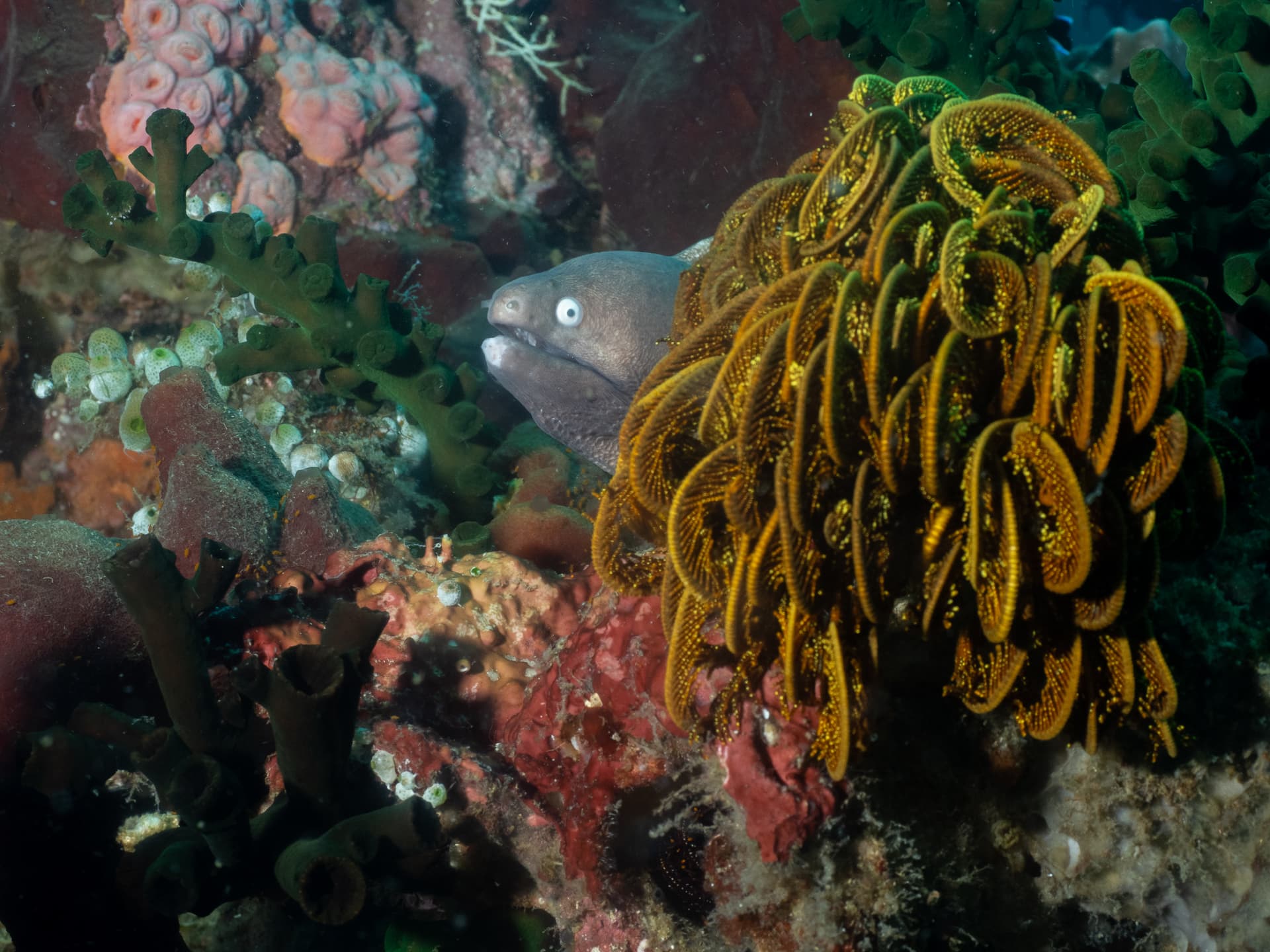 Eel in front of sea weed