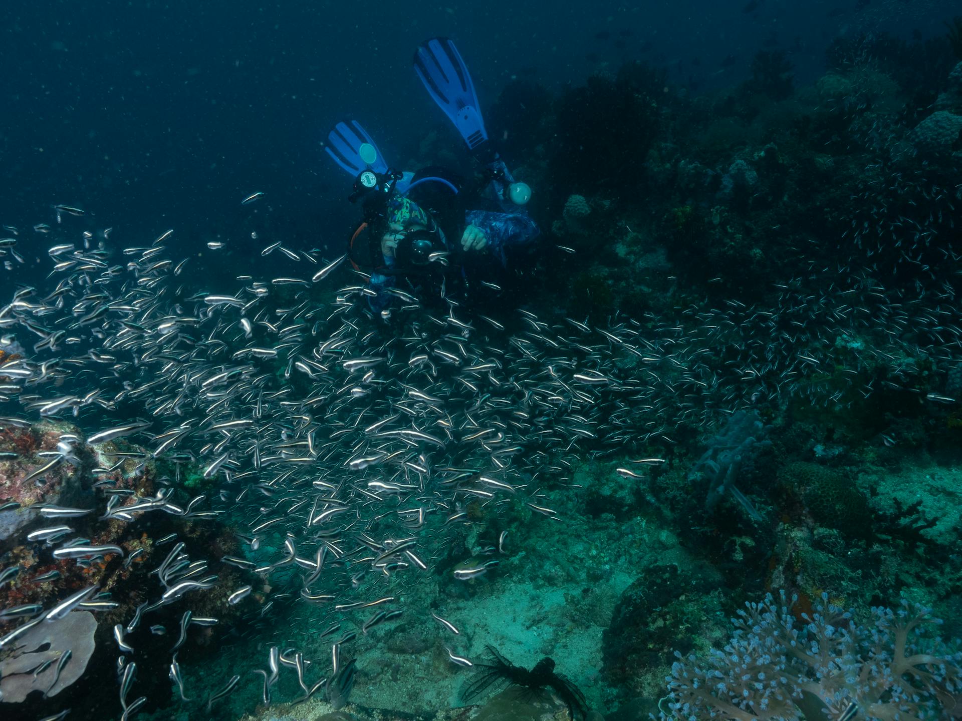 Diver photographing a school of fish