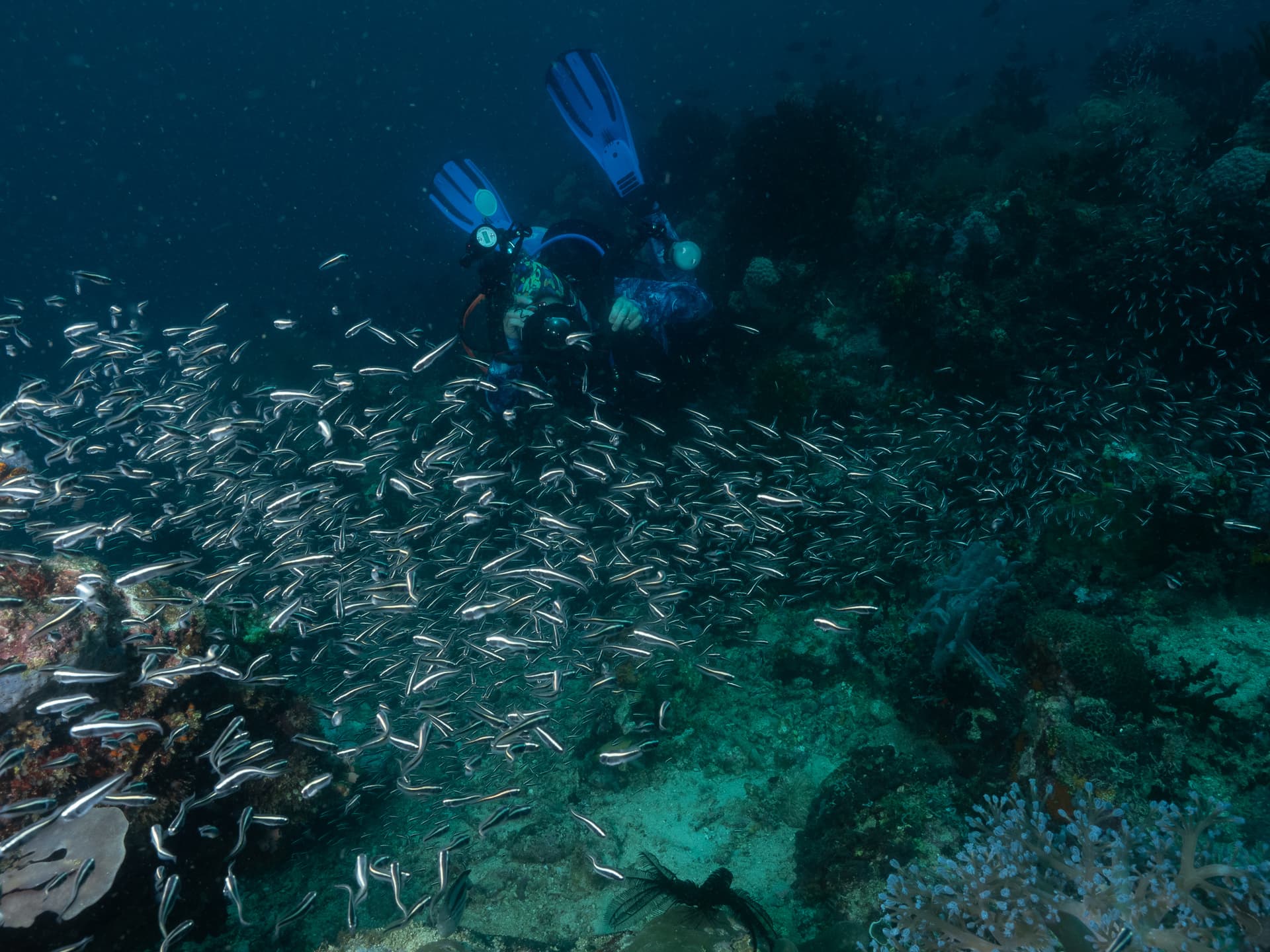 Diver photographing a school of fish