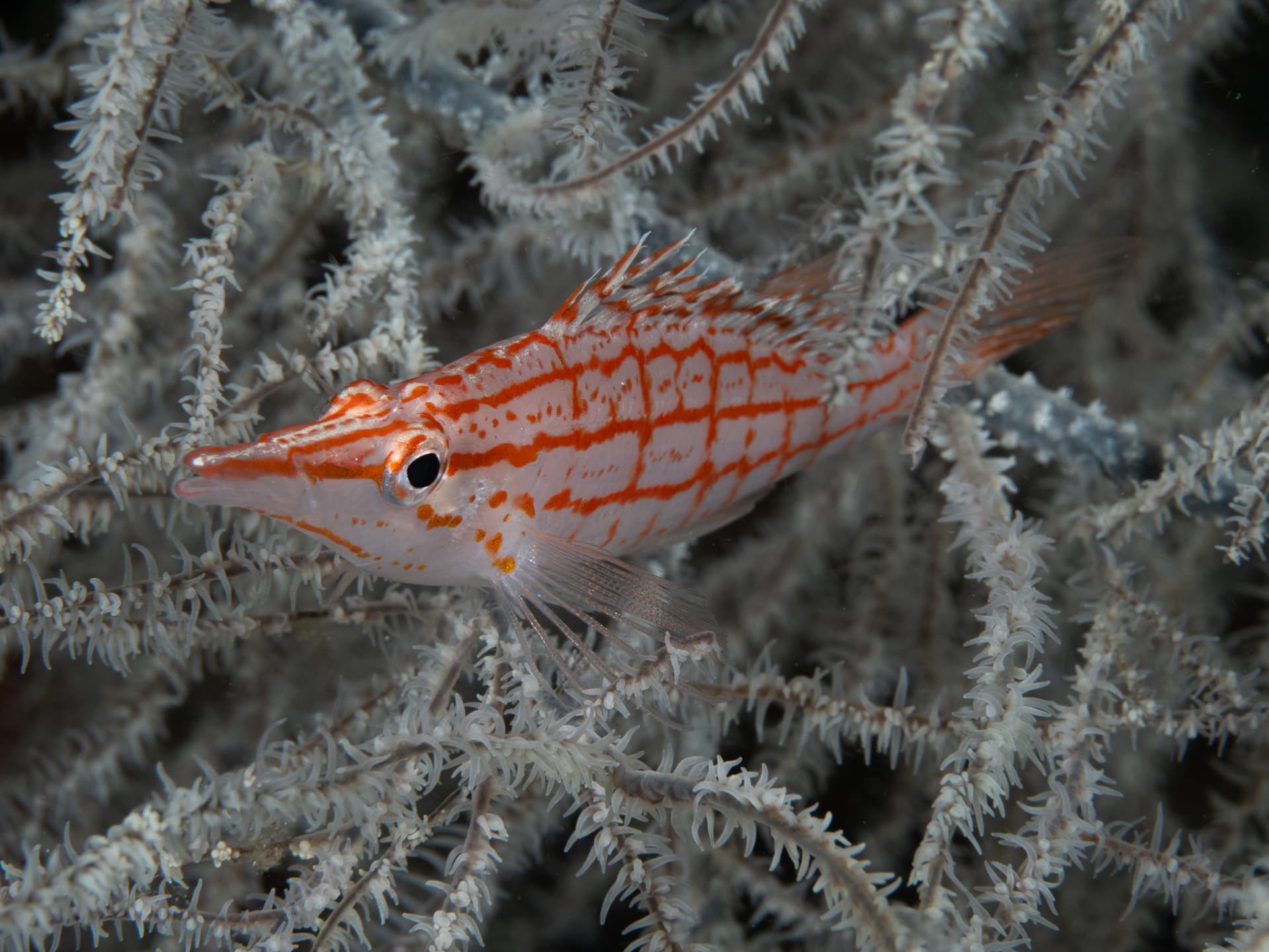 longnose hawkfish