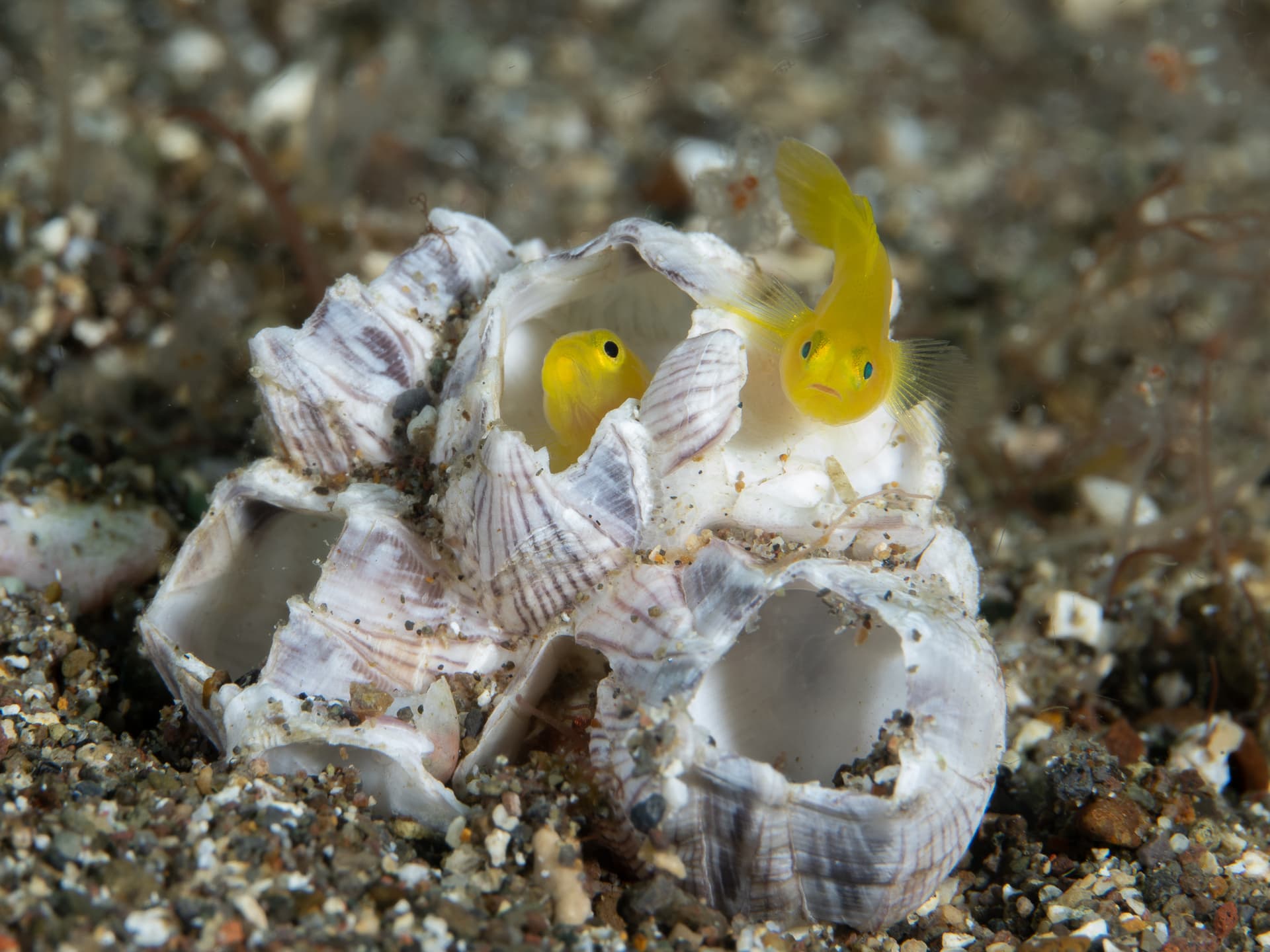 yellow gobies