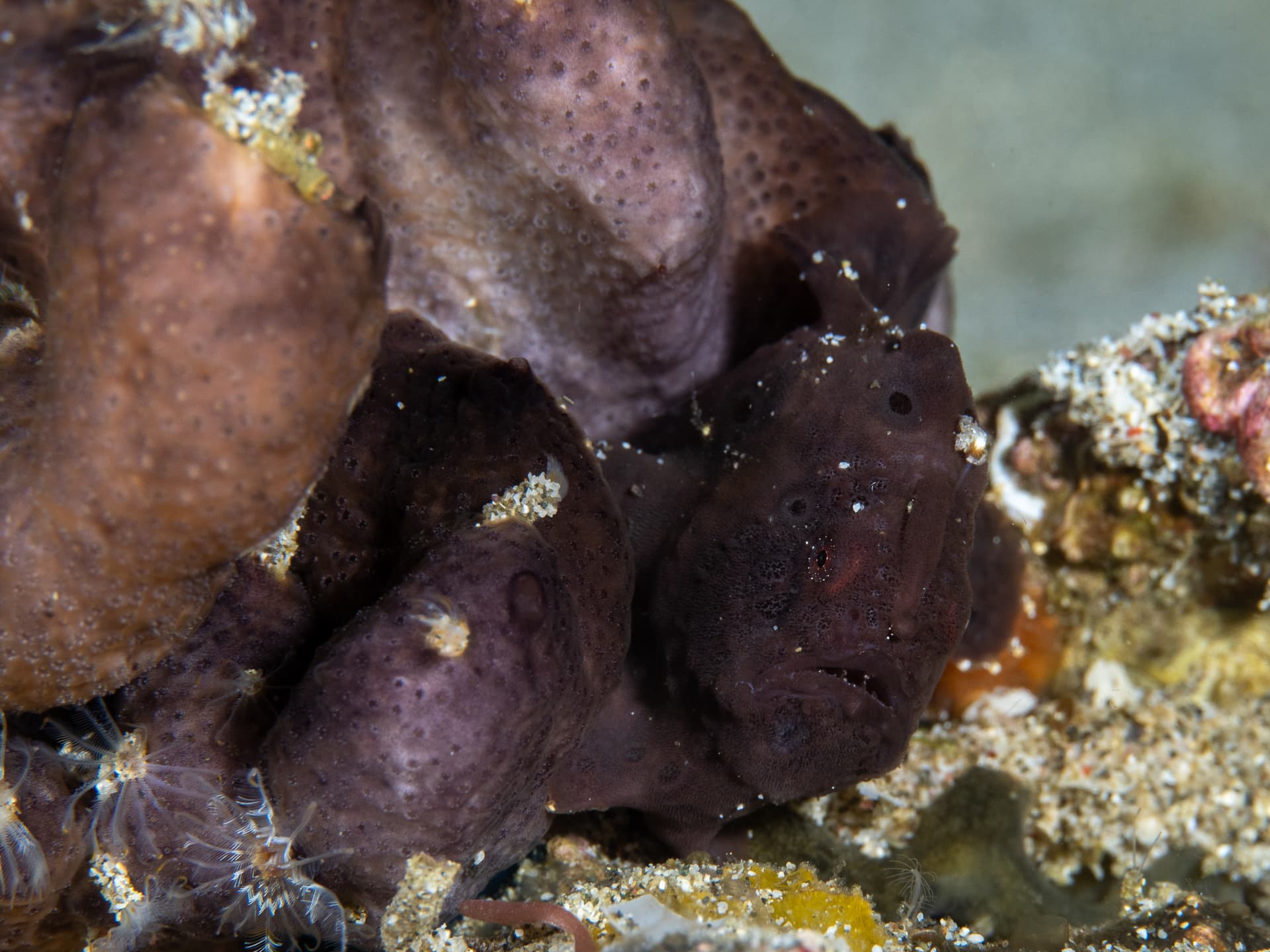 black frogfish