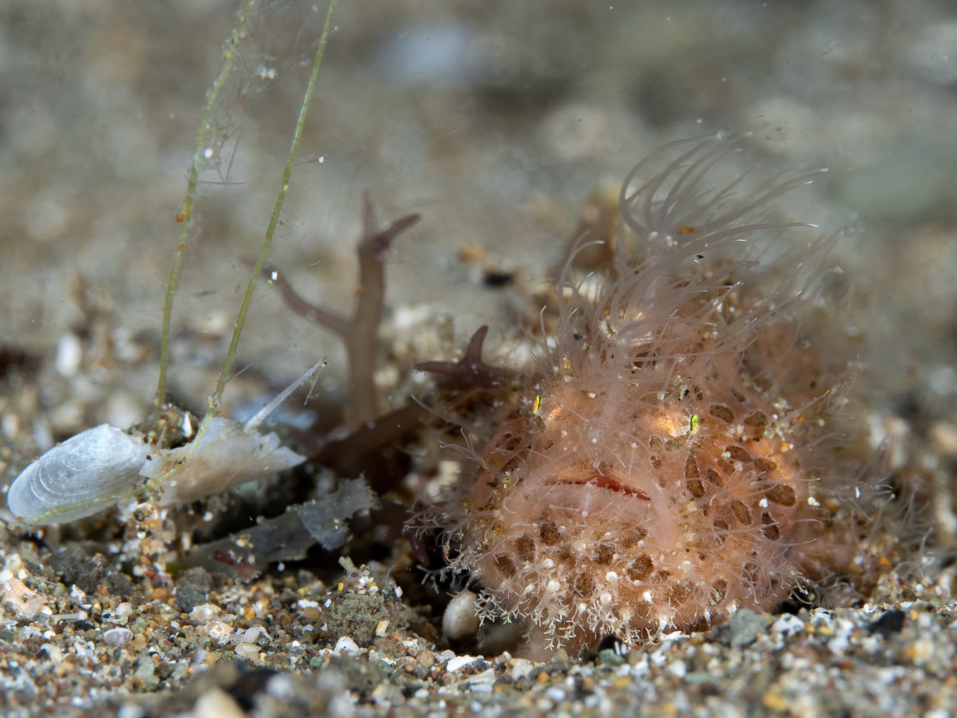 Hairy frogfish