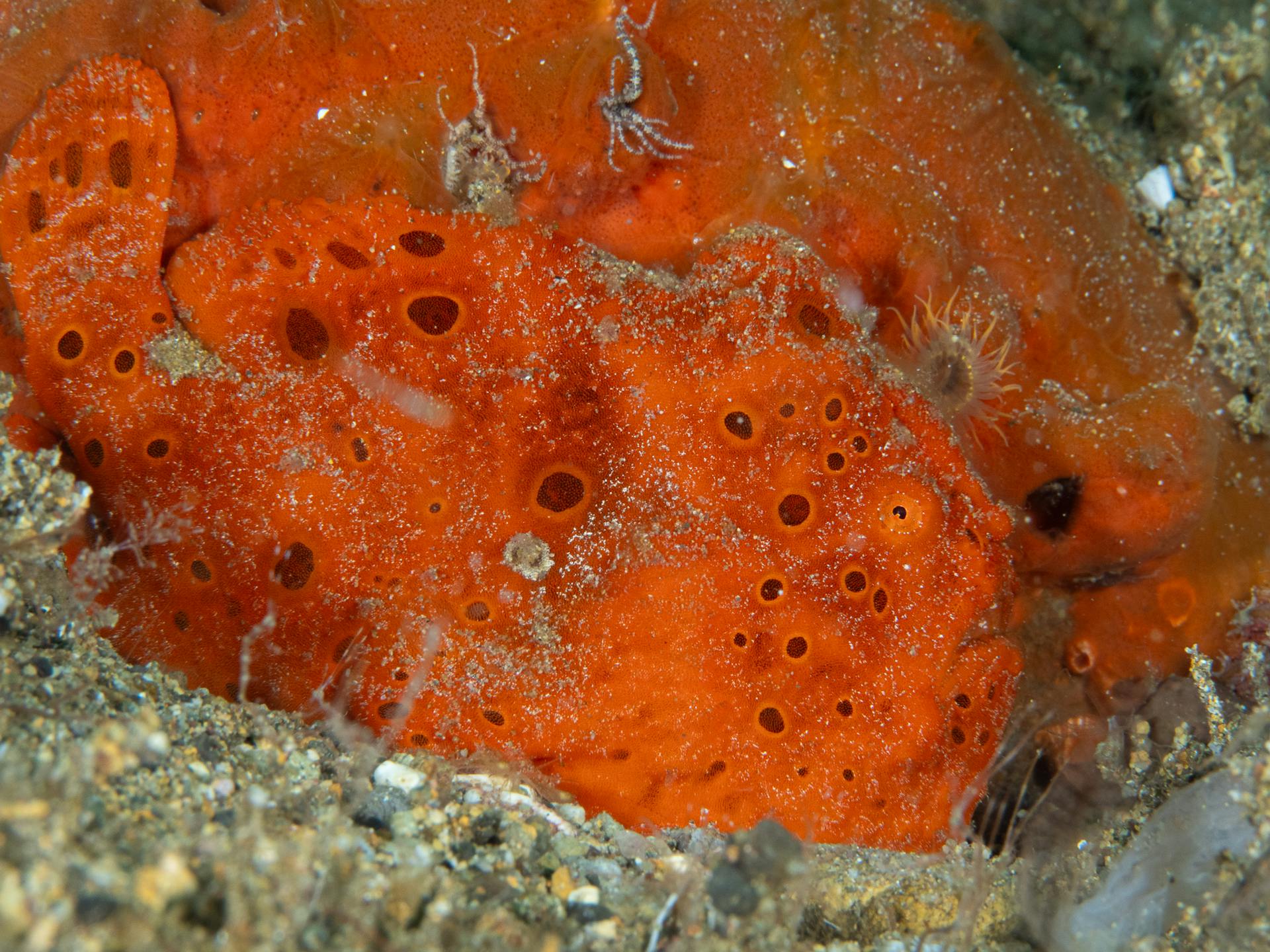 Orange frogfish