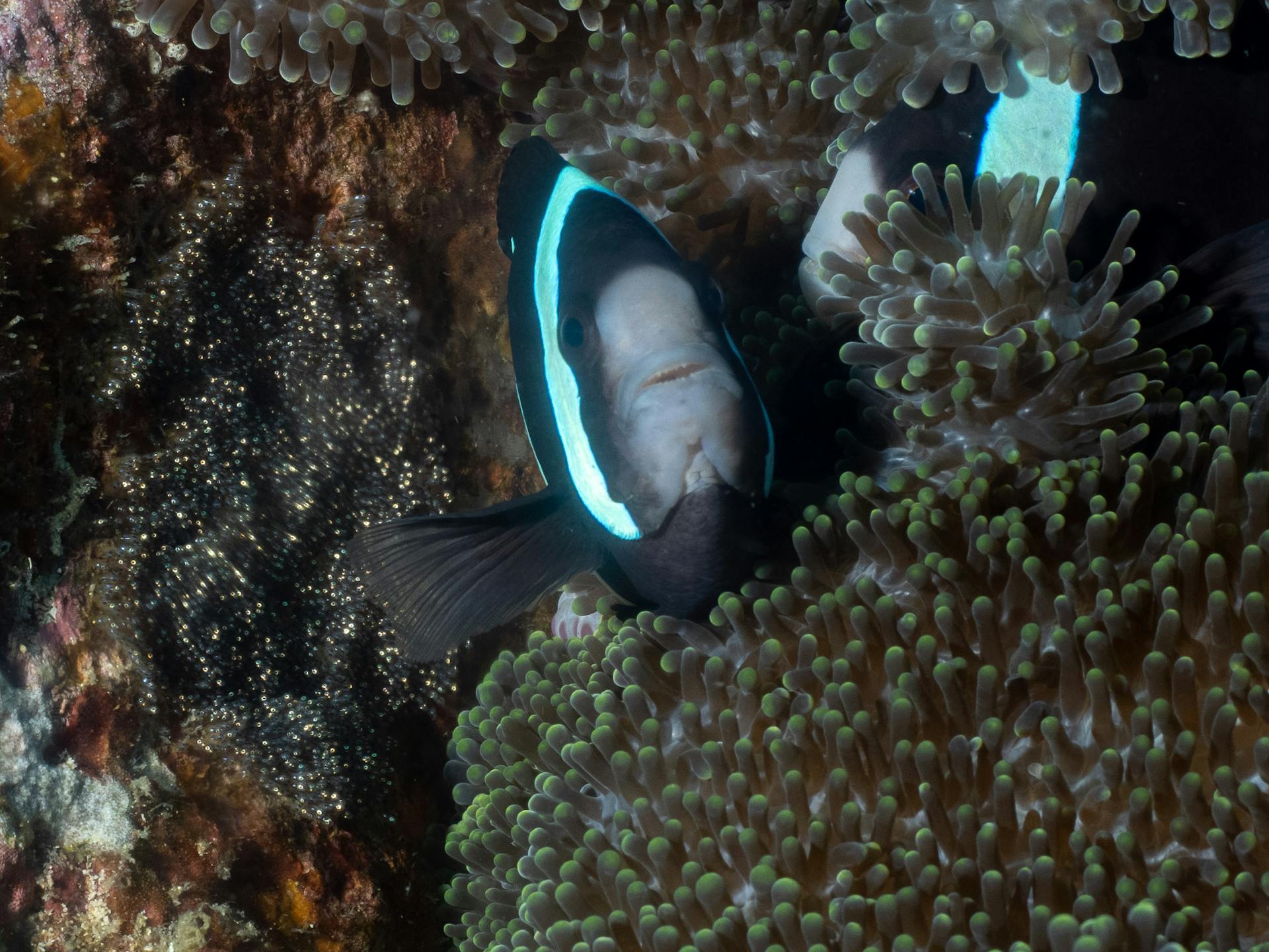 Clownfish guarding its eggs