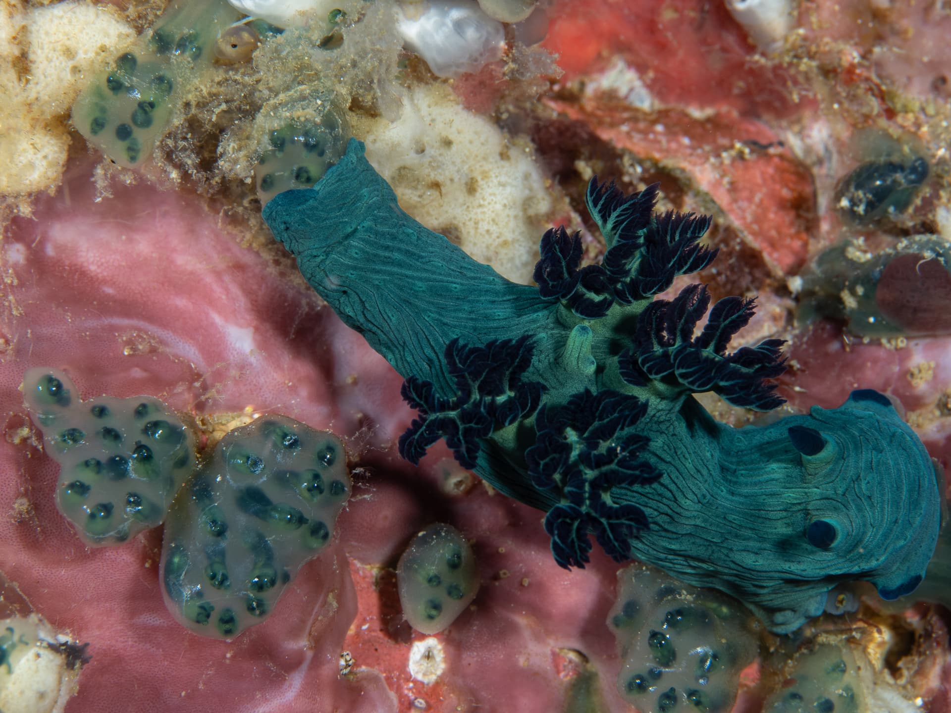 Nembrotha nudi pooping out something