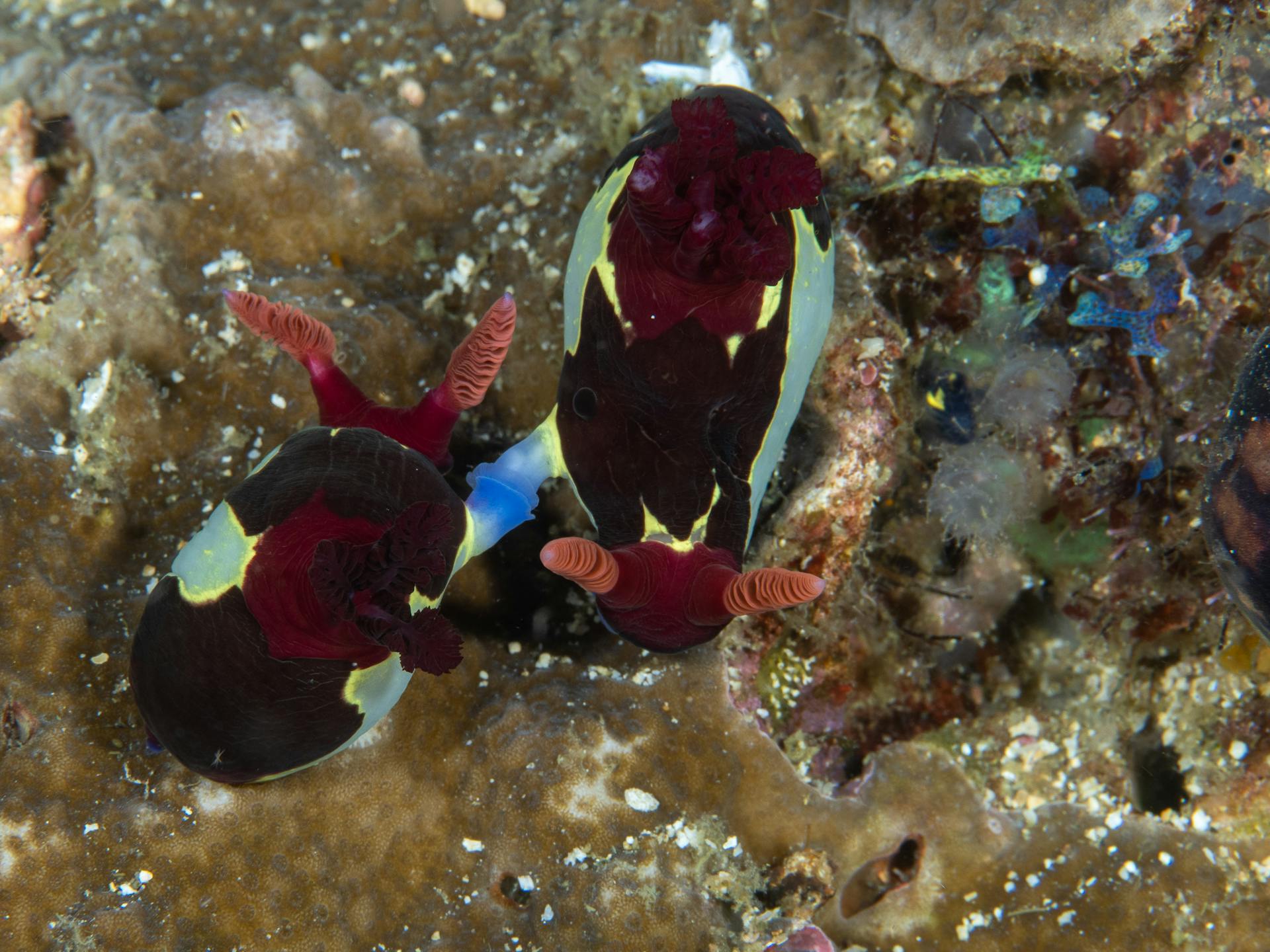 mating nembrotha nudibranchs