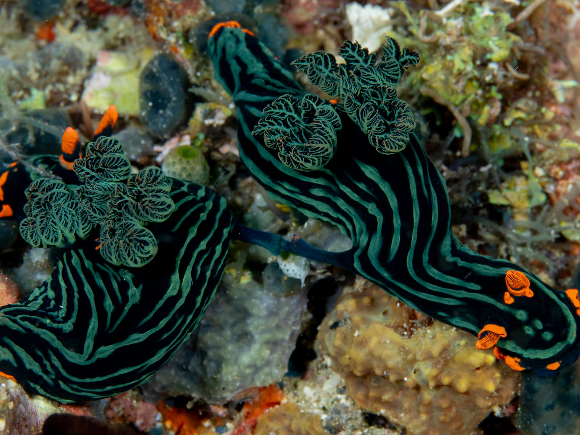 mating green nembrotha nudibranchs