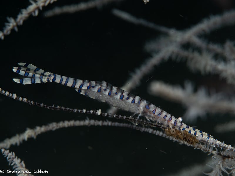 Pipefish with eggs