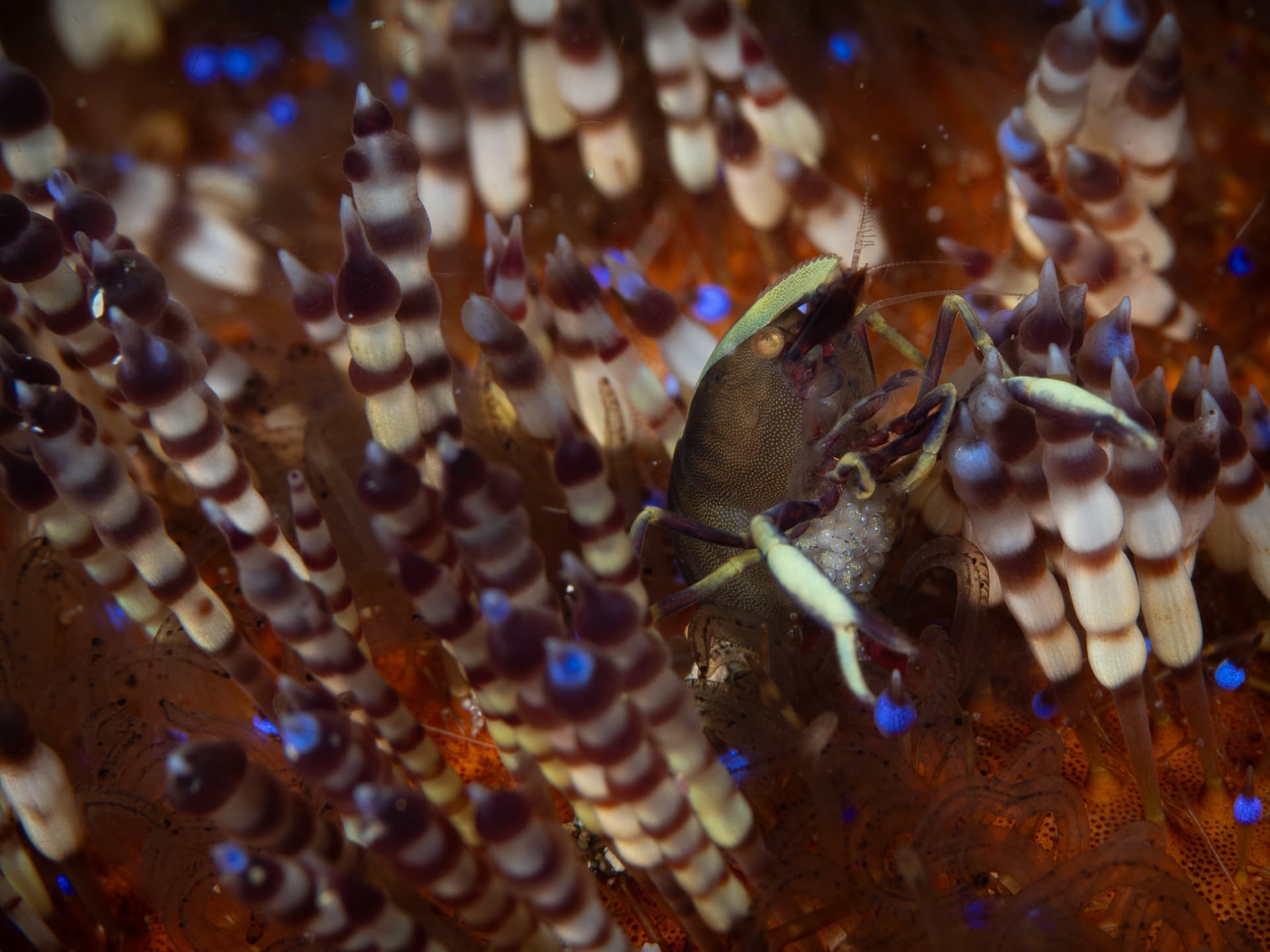 Shrimp guarding its eggs