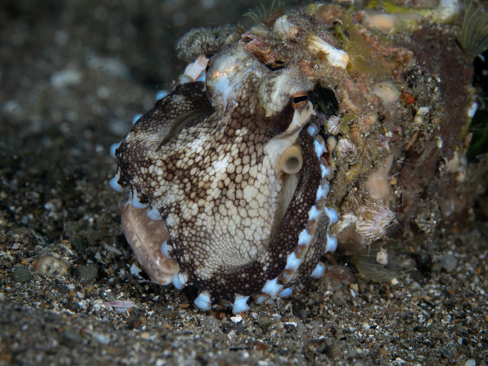 Coconut octopus inside a bottle