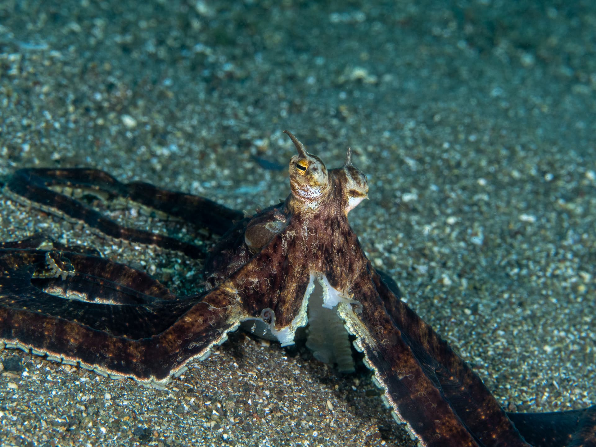 mimic octopus