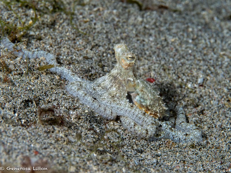 octopus on the sand