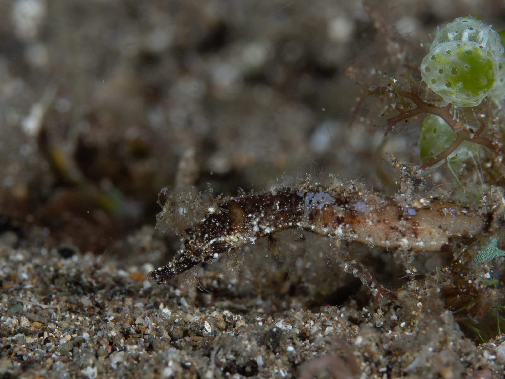 Brown pipefish