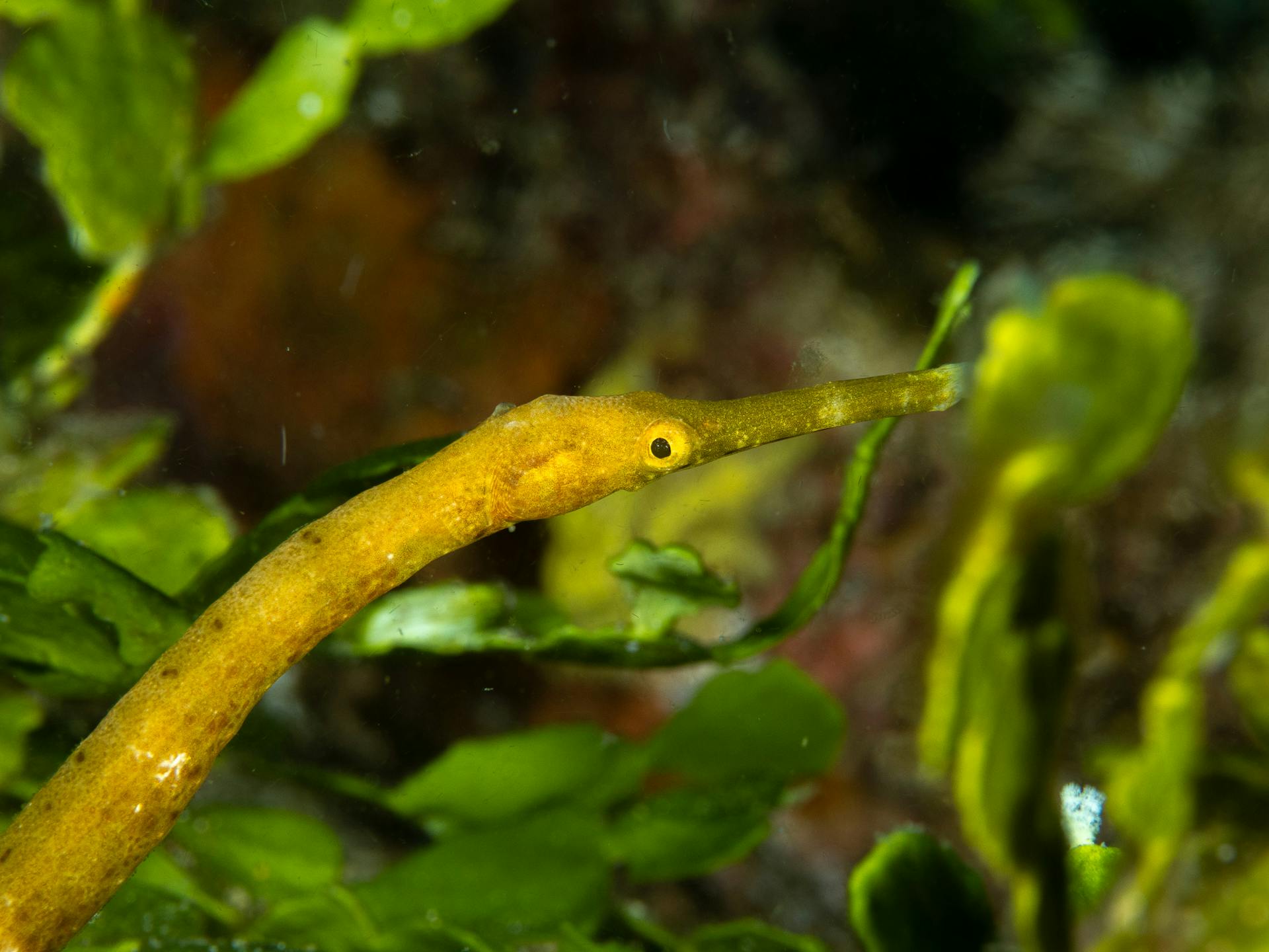 Green pipefish