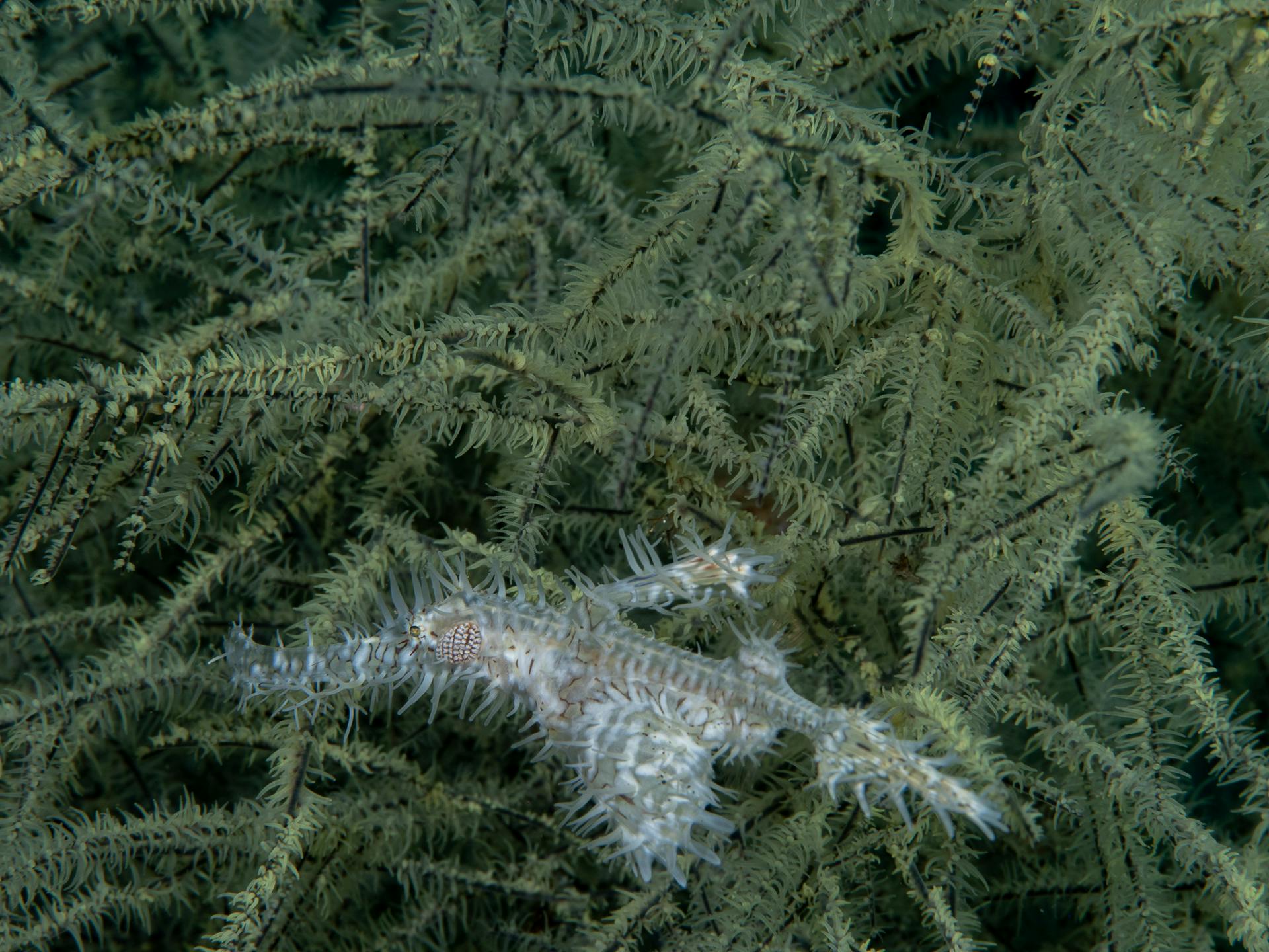 Ornage ghost pipefish