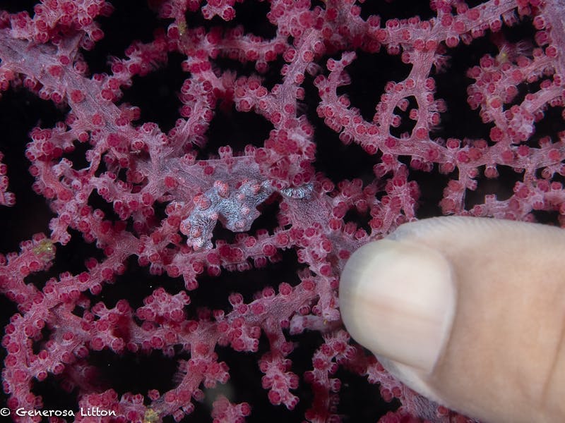 Pygmy seahorse and fingernail
