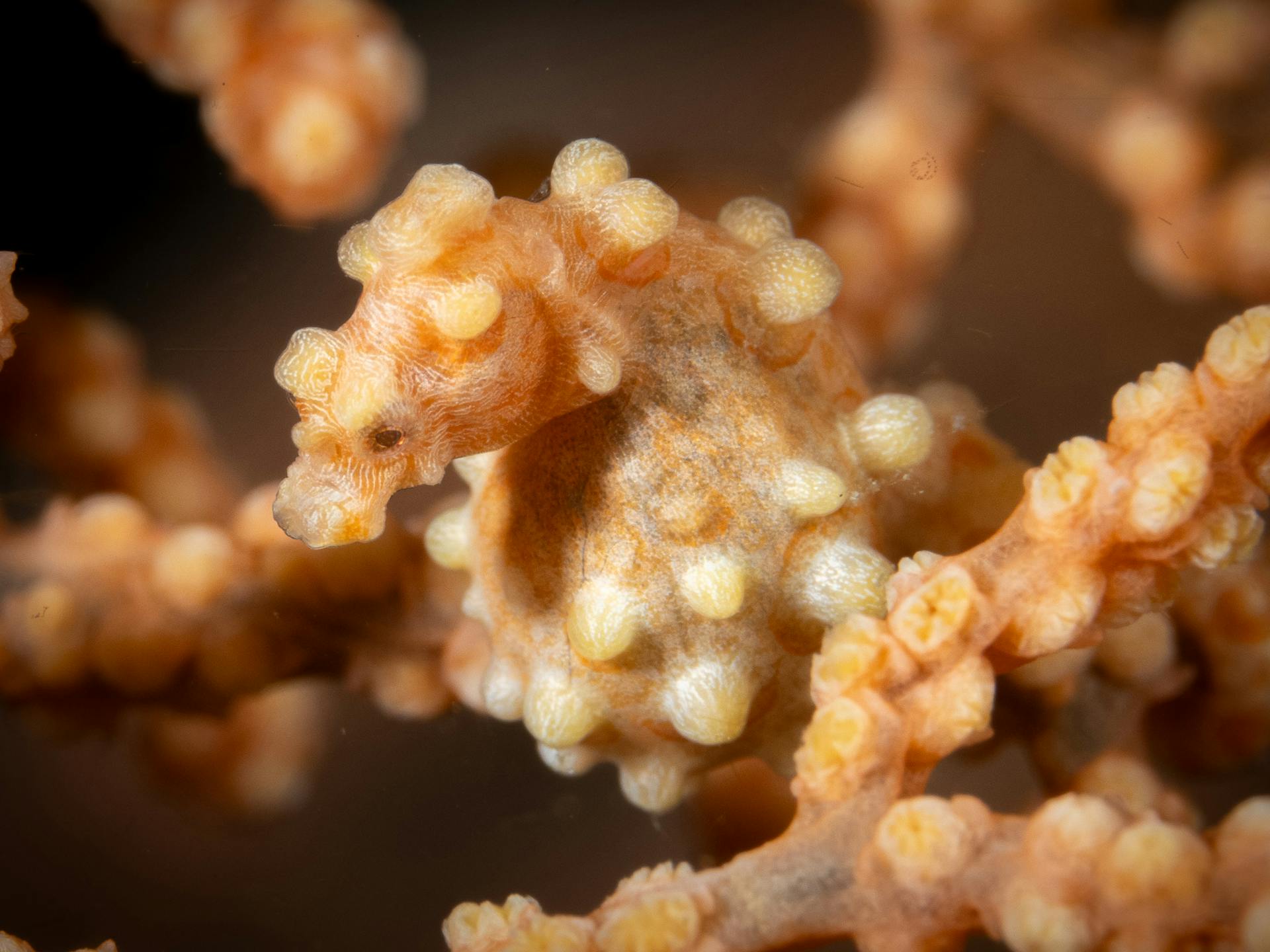Yellow pygmy seahorse