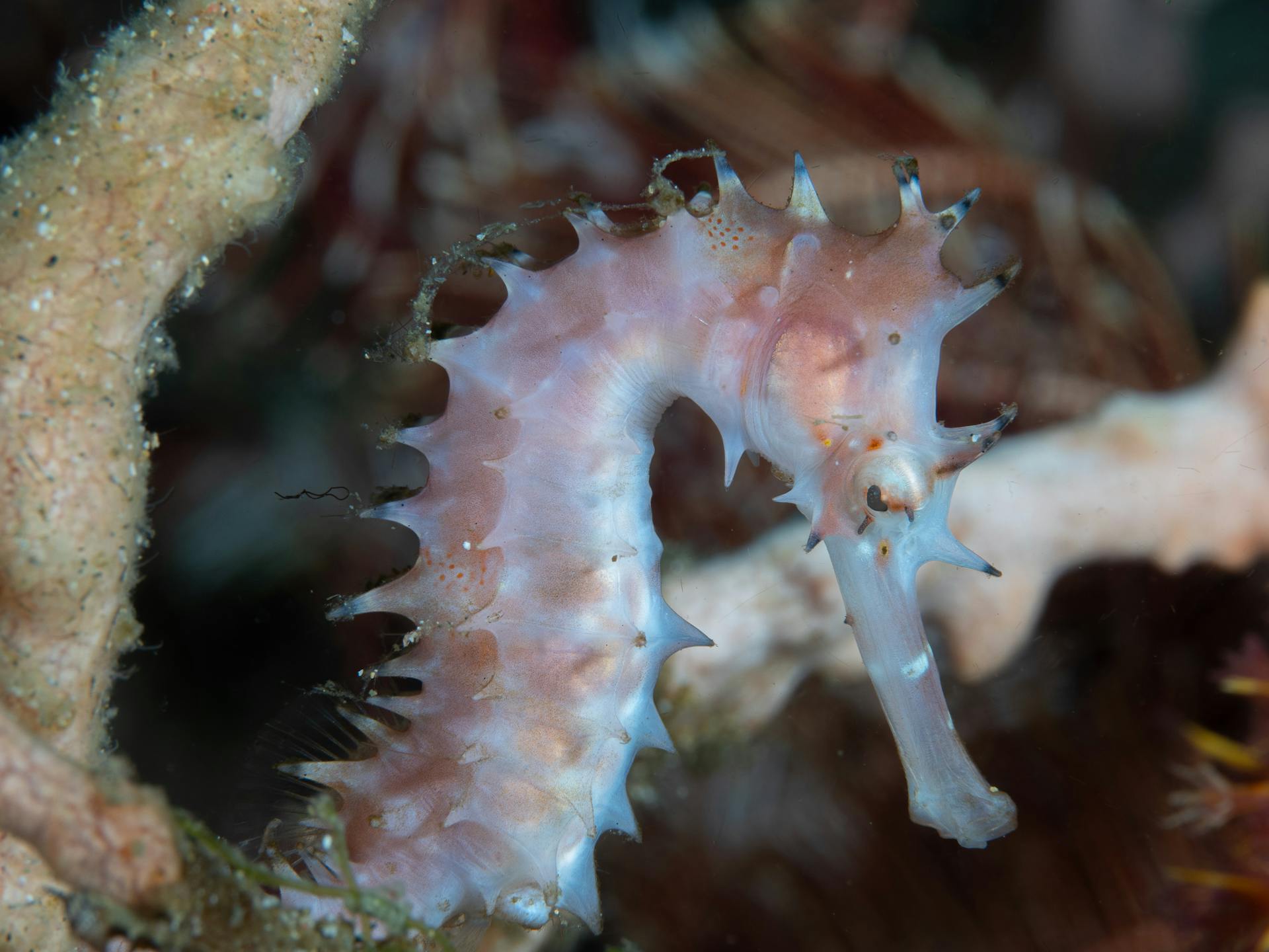White spiny seahorse