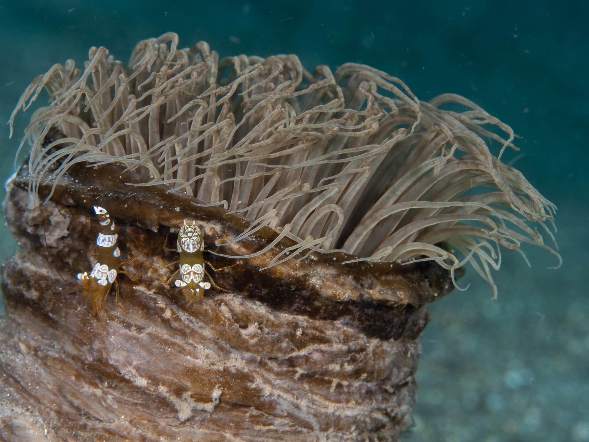 Anemone shrimp