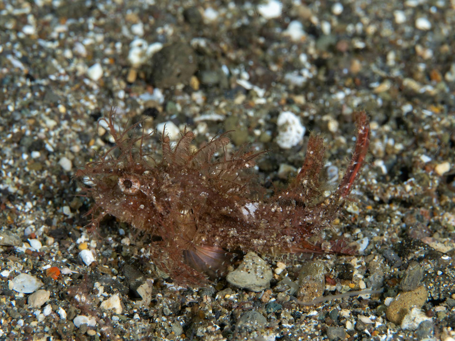Hairy scorpionfish