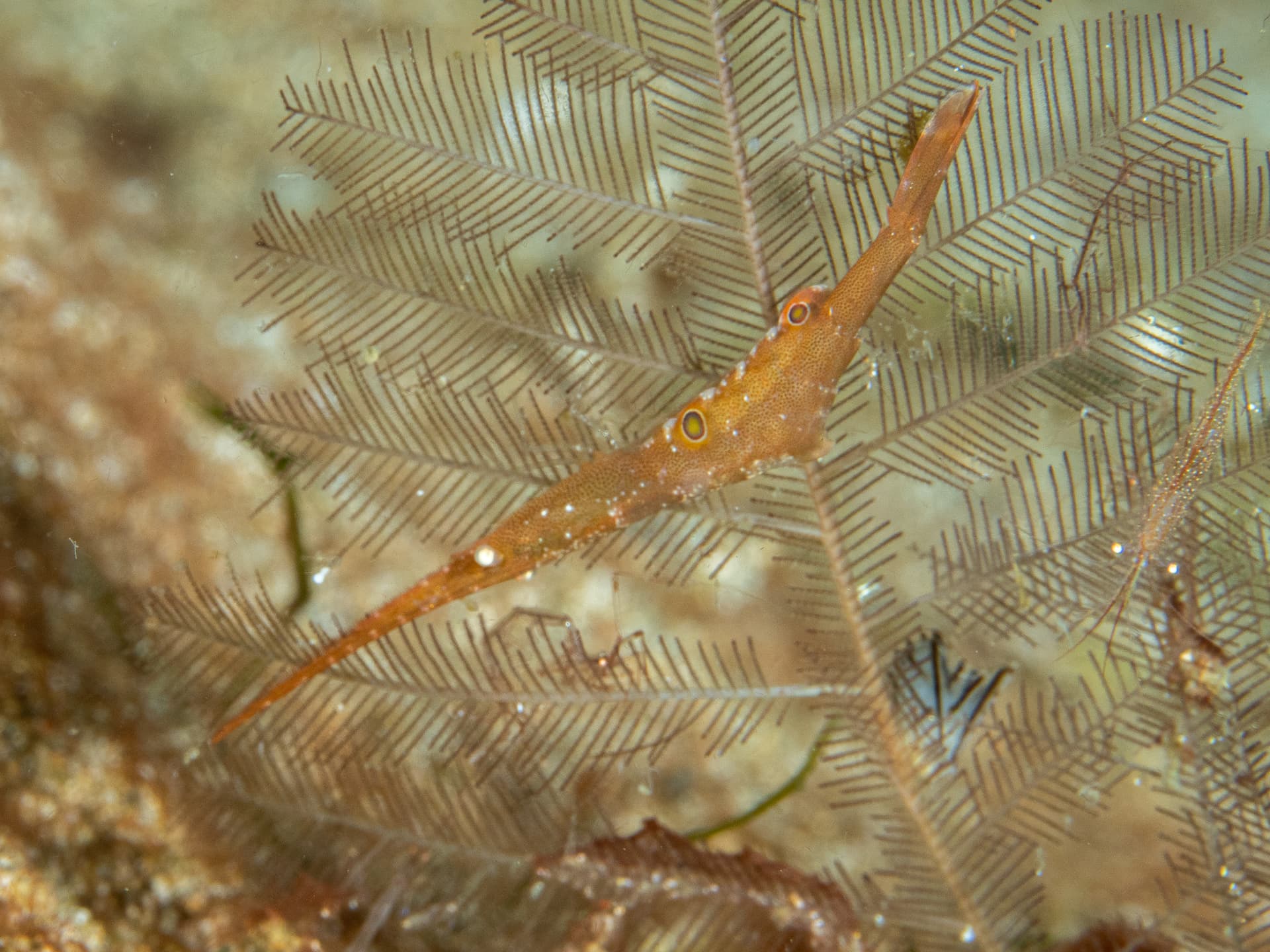 Pipefish