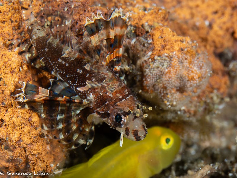 Scorpion fish with yellow goby