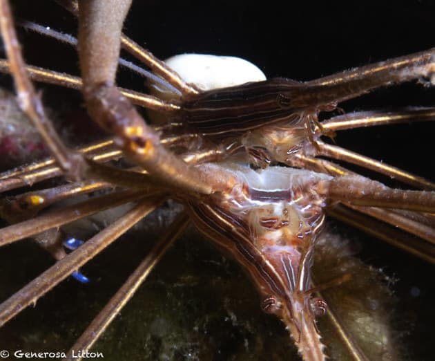 mating arrow crabs