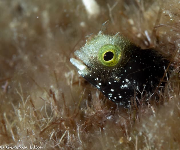 up close blenny