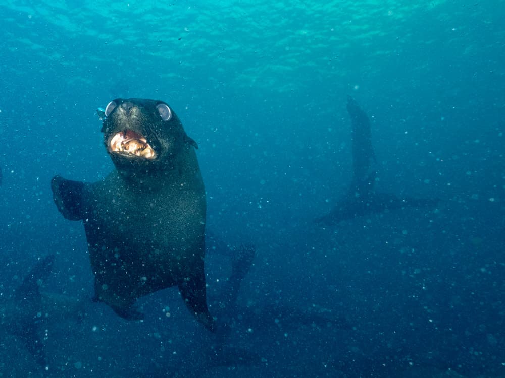 Sea Lions playing with lots of silt