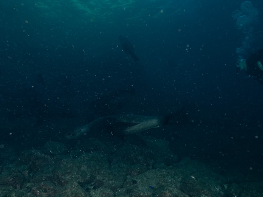 Sea Lions playing