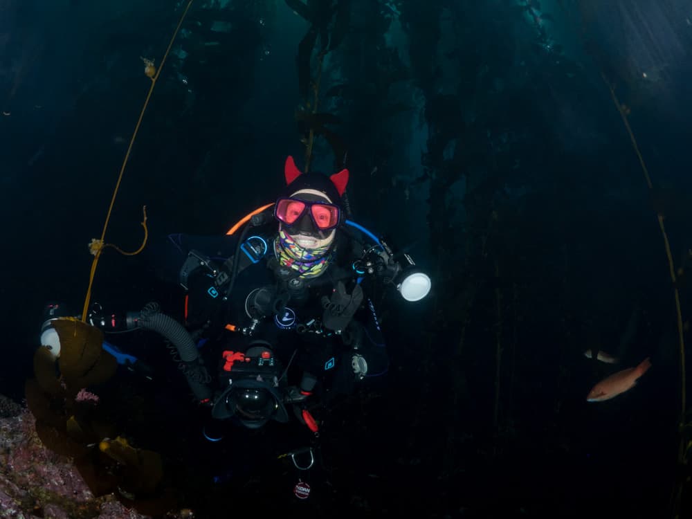 scuba diver in kelp forest