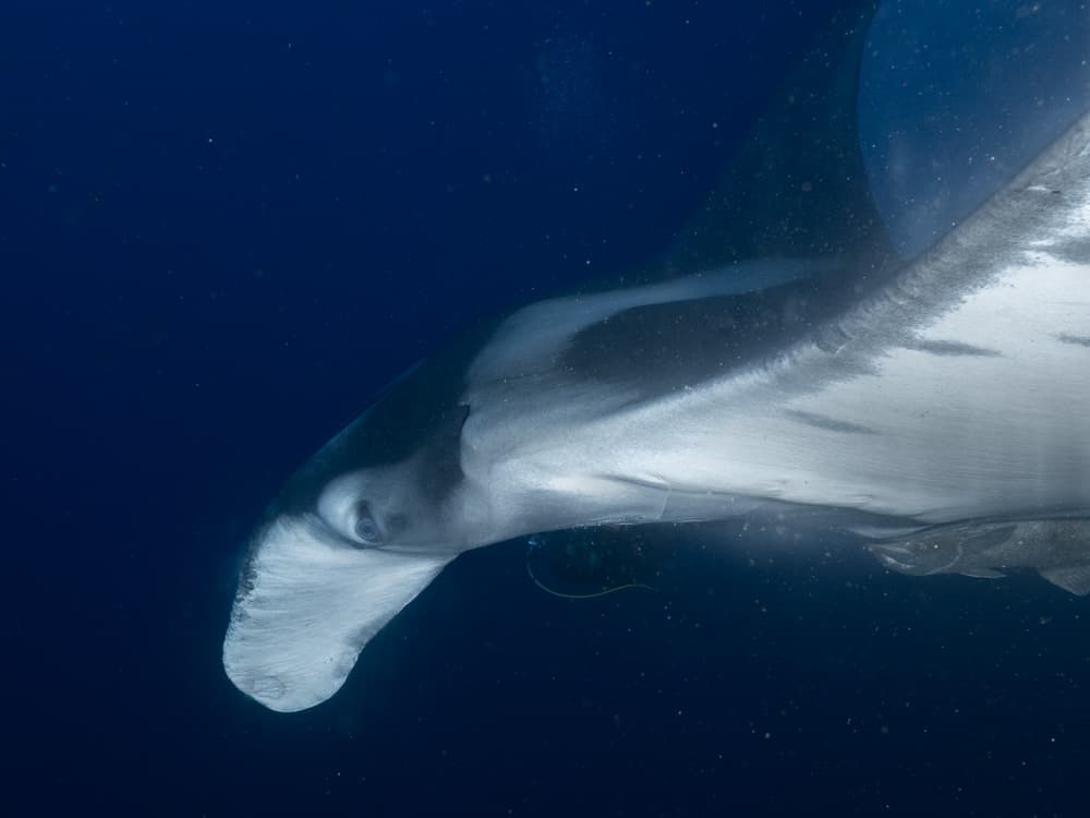 Close up of a manta's face