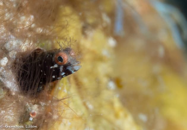 blenny