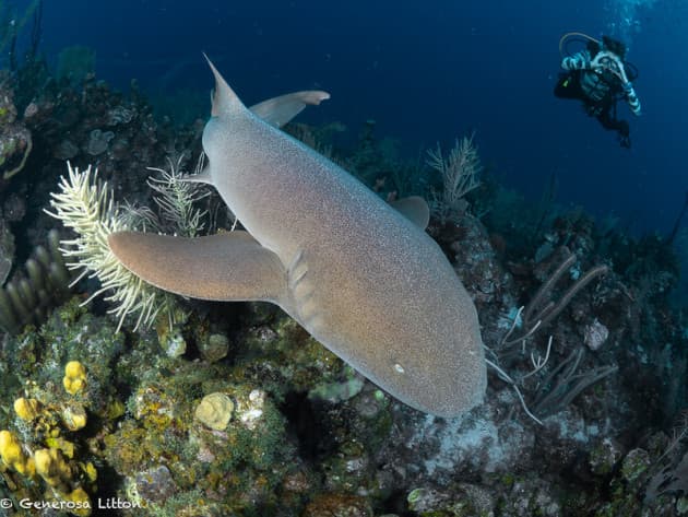 nurseshark