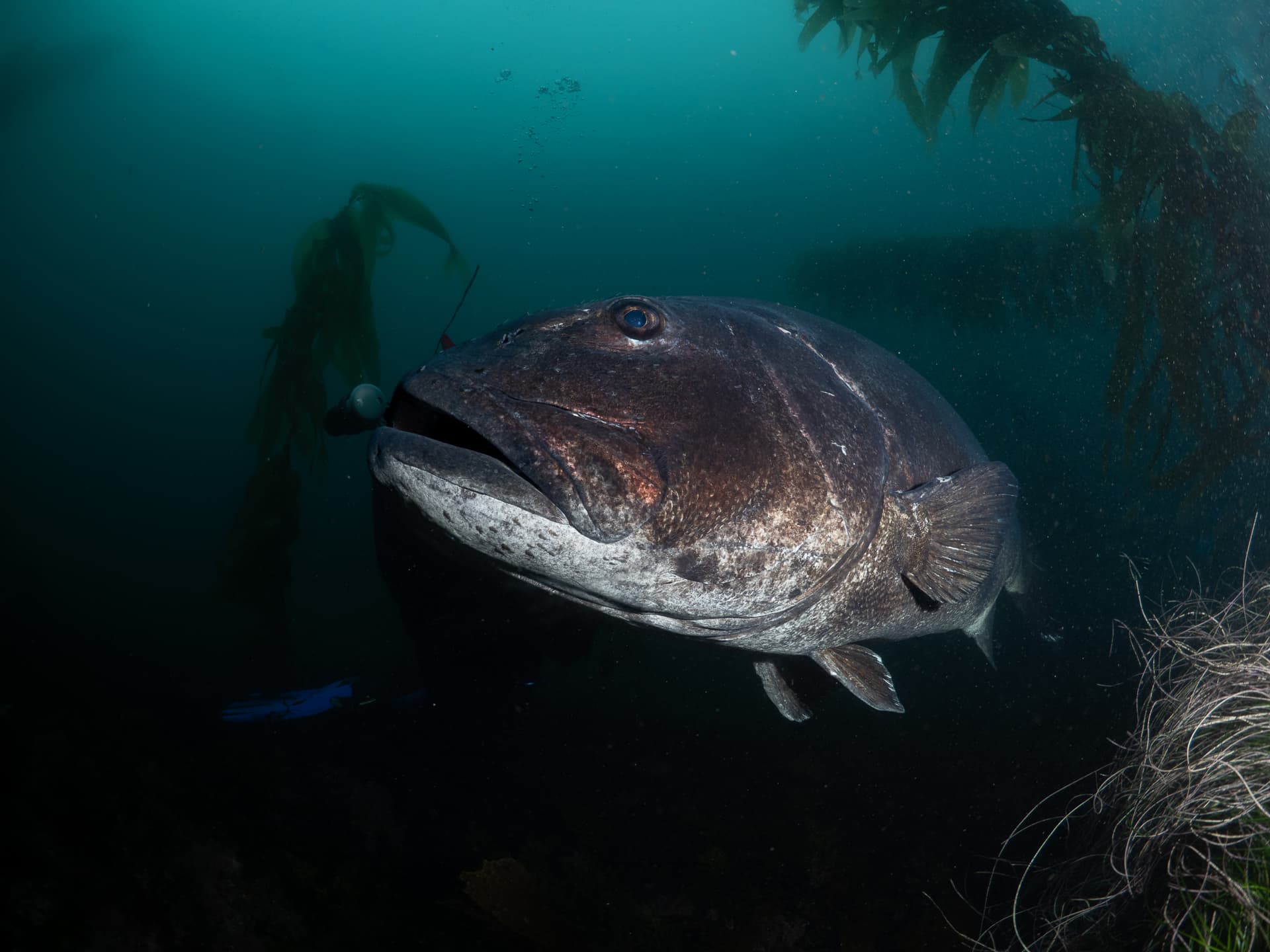 Sea bass in front of diver