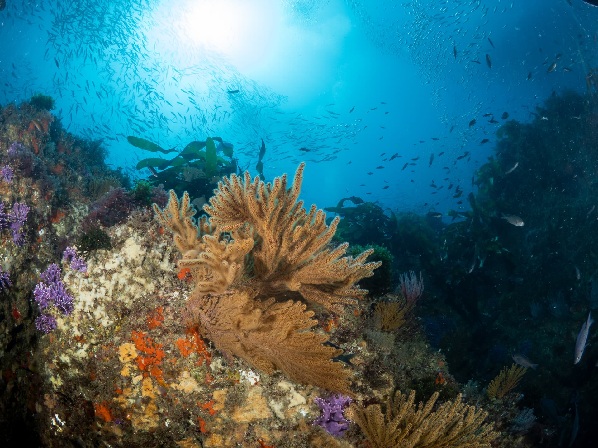 Coral at Farnsworth Bank