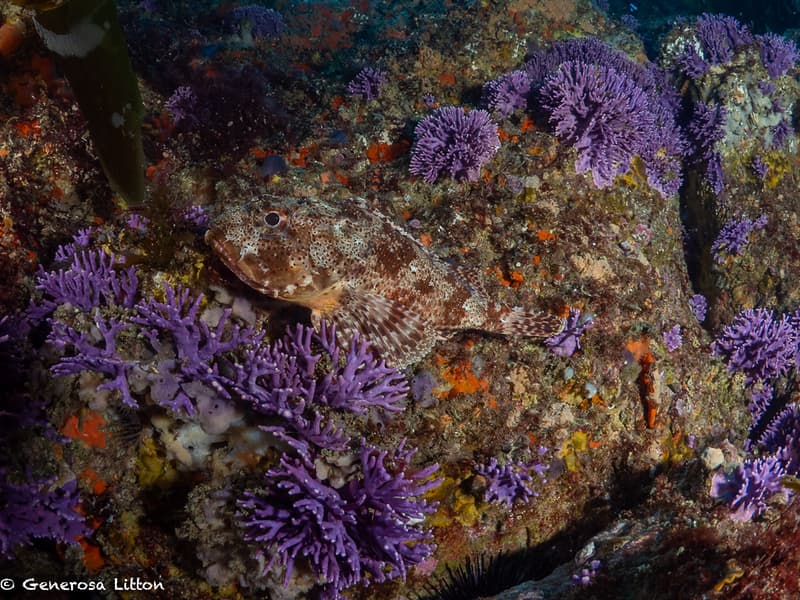 Farnsworth scorpion fish