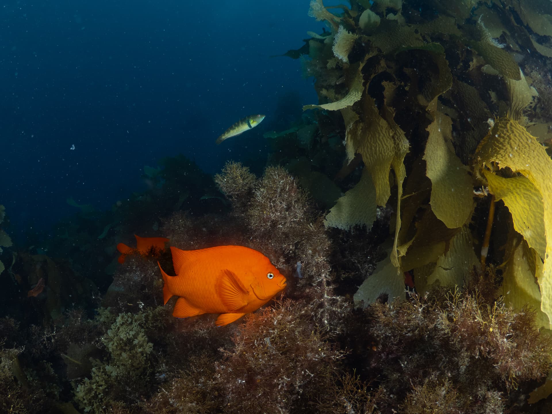 Garibaldi and Kelp