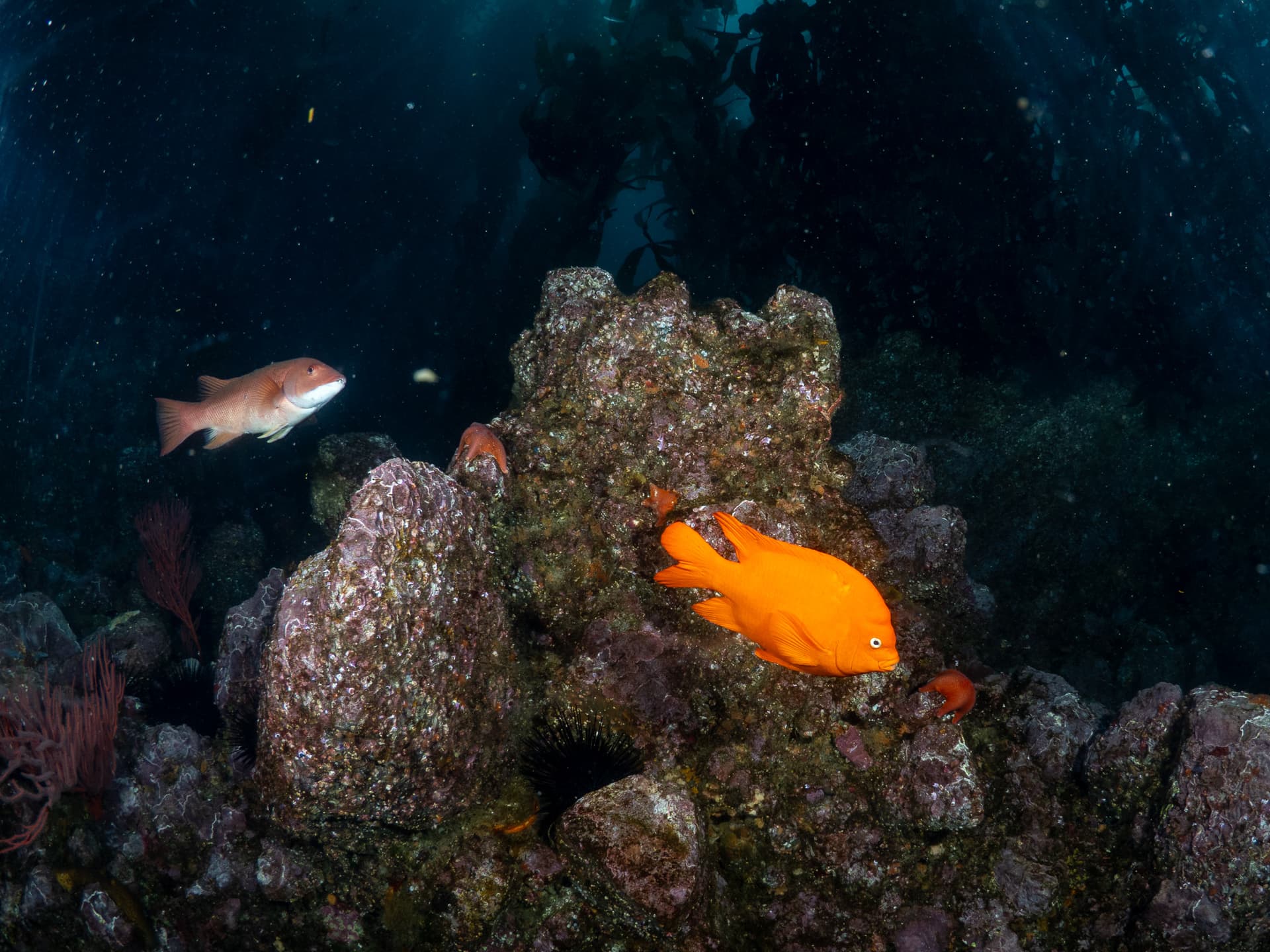 Garibaldi and sheephead