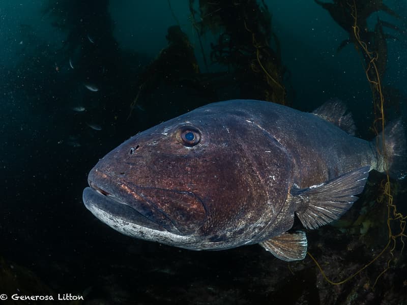 Giant Sea Bass in the Kelp