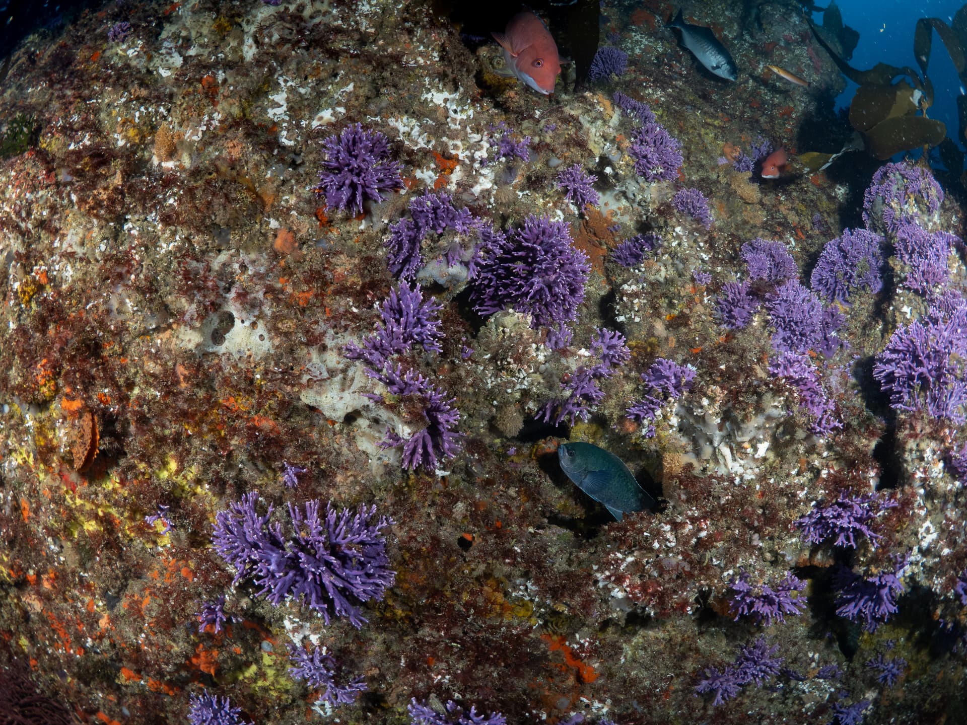 Farnsworth hydrocoral