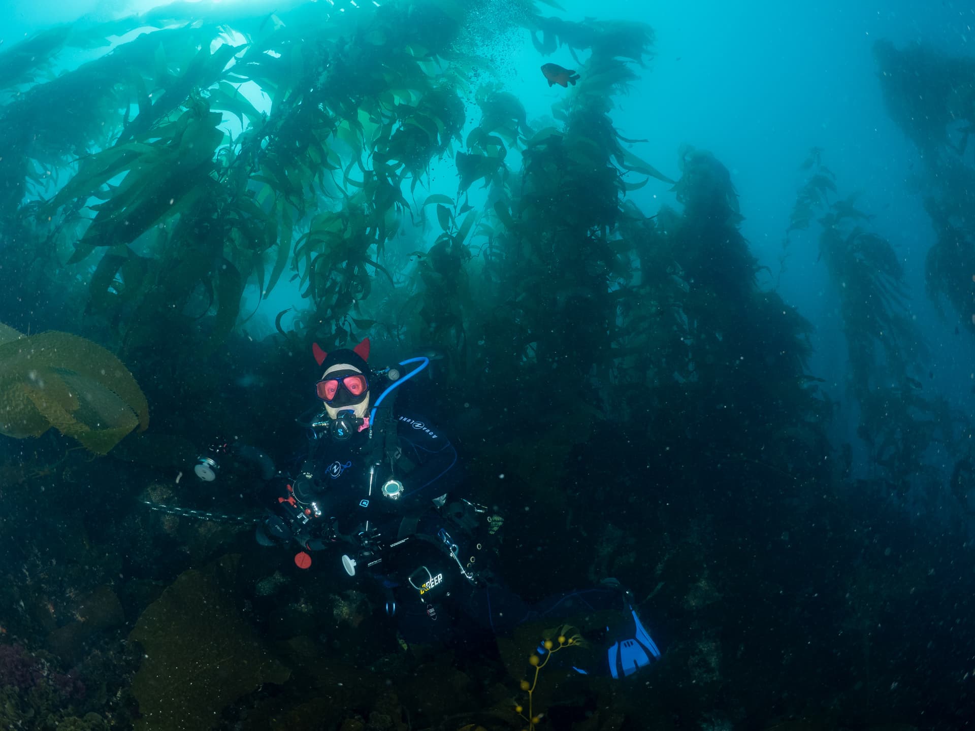 Linda in the kelp