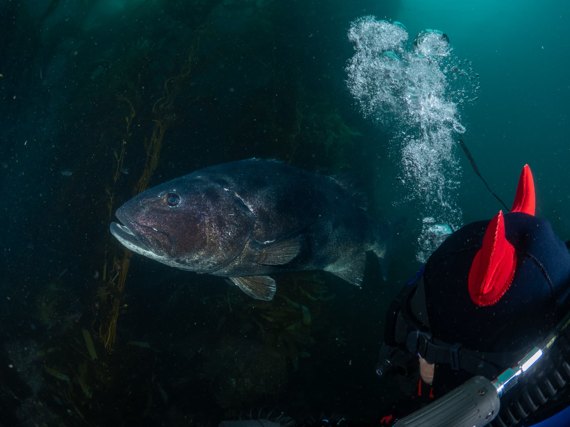 Linda looking at giant sea bass