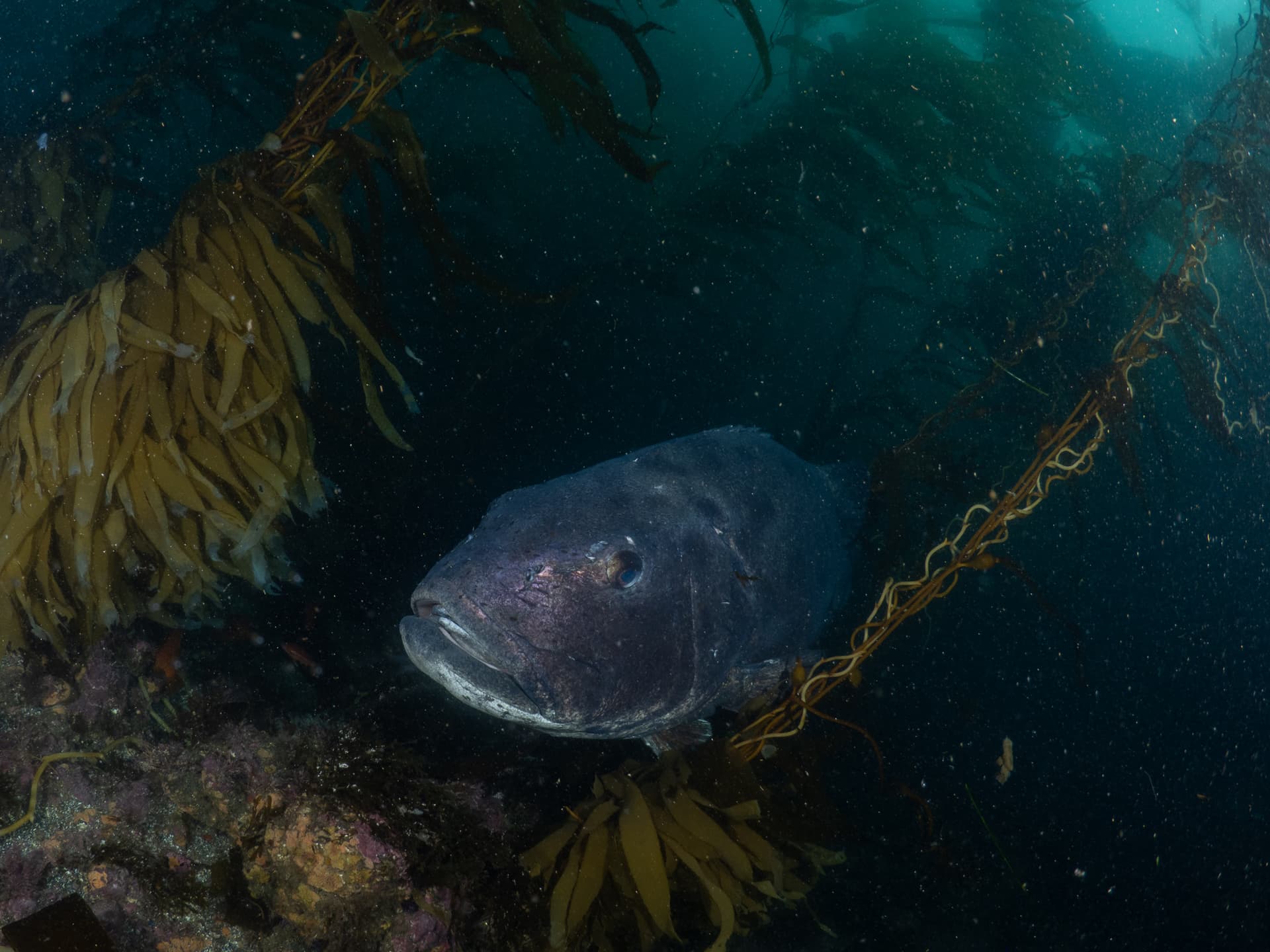 Giant sea bass