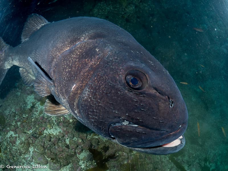 Sea bass with sea lice