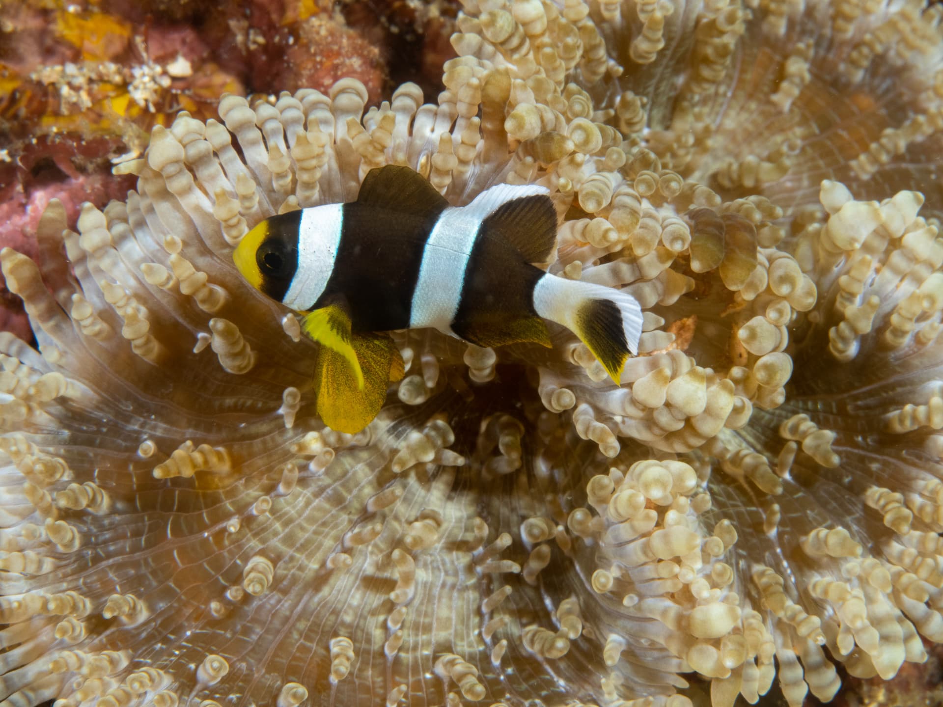 clownfish in anemone